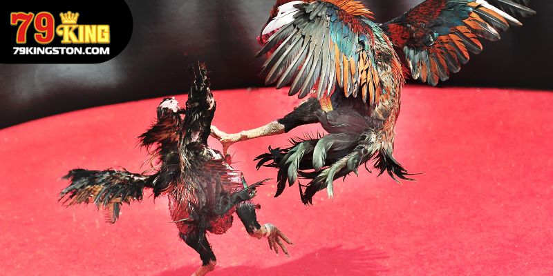 Ưu điểm nổi bật của sân chơi đá gà 79KING