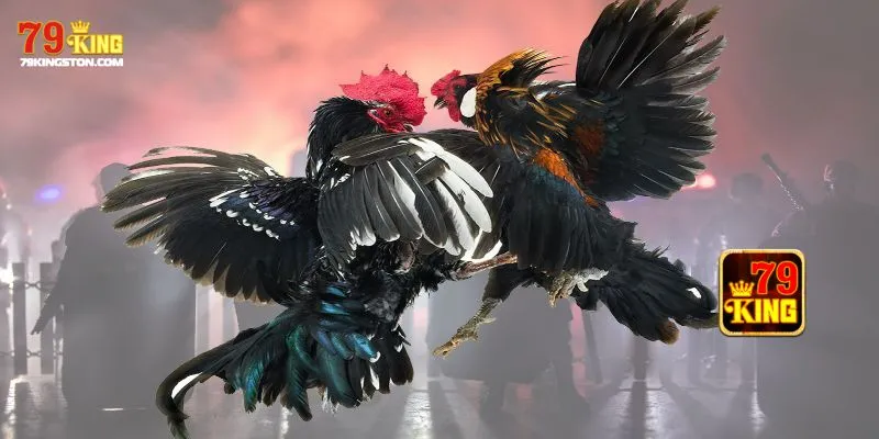 Quy tắc cần biết trước khi đặt cược đá gà thomo 79KING